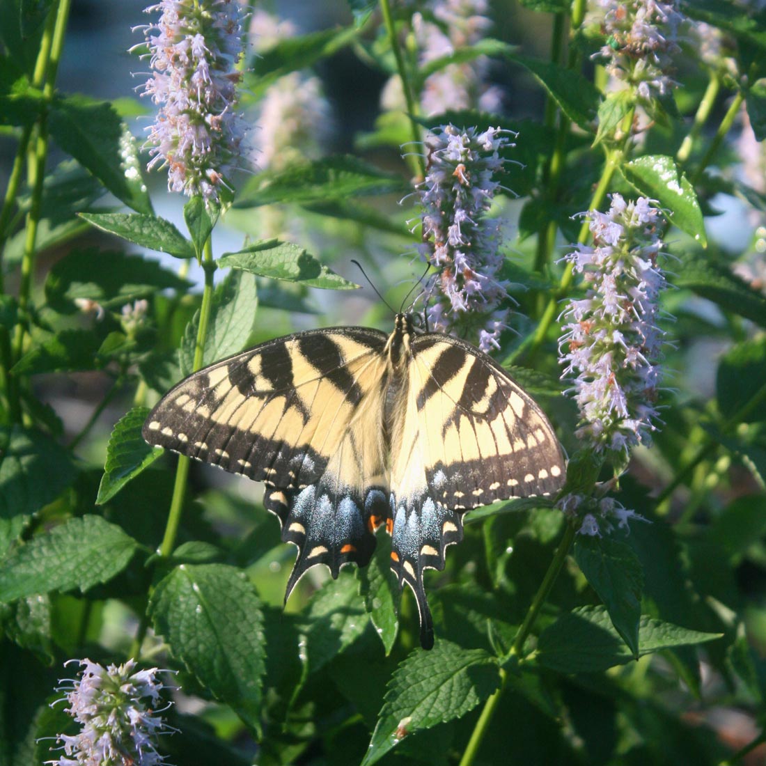 Agastache 'Blue Fortune' Hummingbird Mint