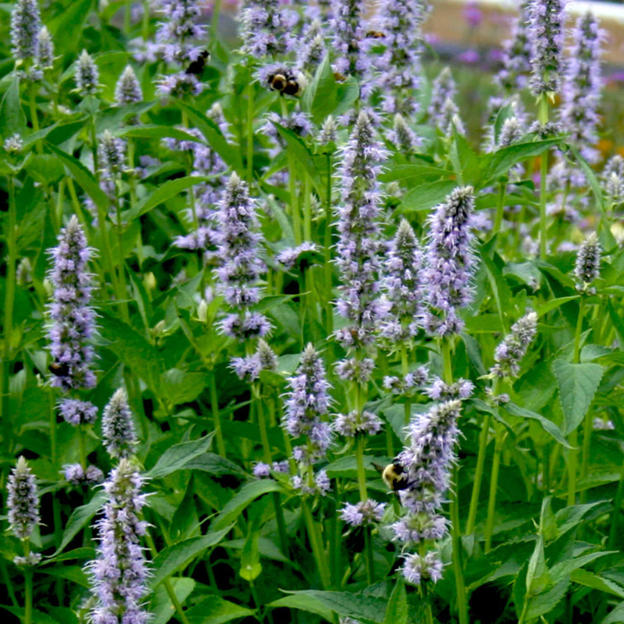 Agastache 'Blue Fortune' Hummingbird Mint