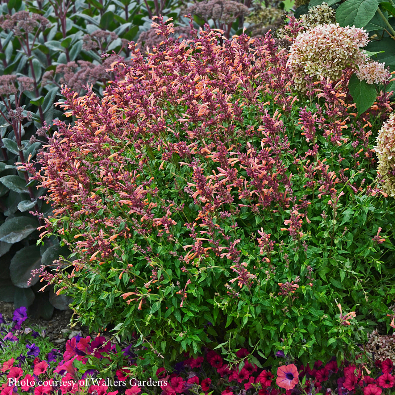 Agastasche 'Peachie Keen' Hummingbird Mint