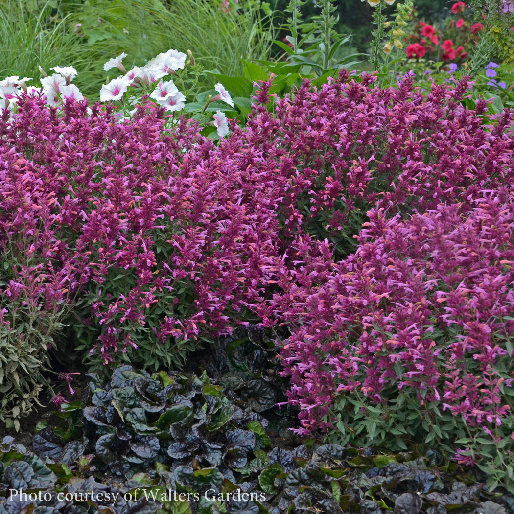 Agastache 'Rosie Posie' Hummingbird Mint