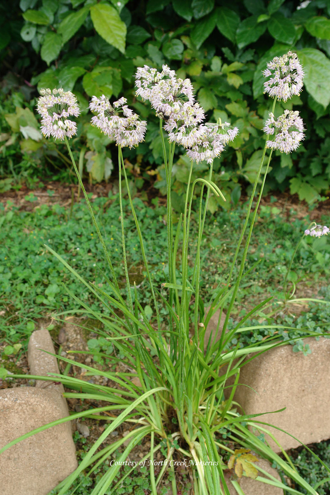 Allium cernuum Nodding Onion