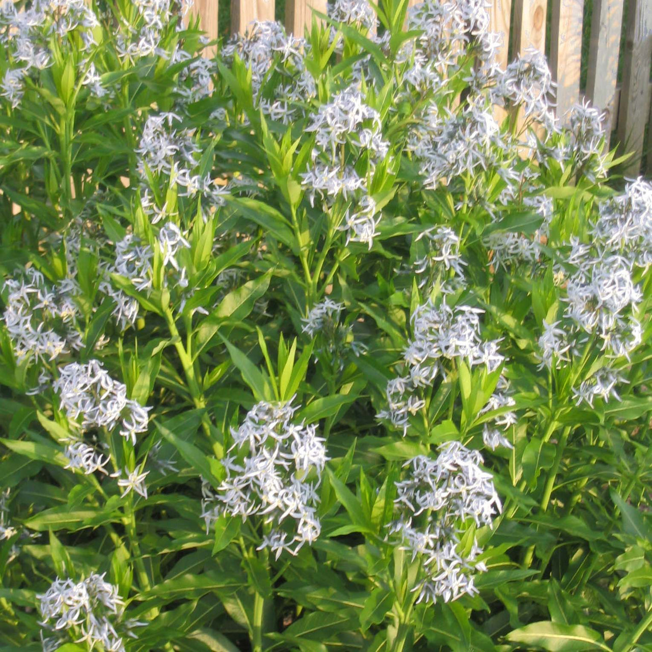 Amsonia tabernaemontana Willowleaf Blue Star