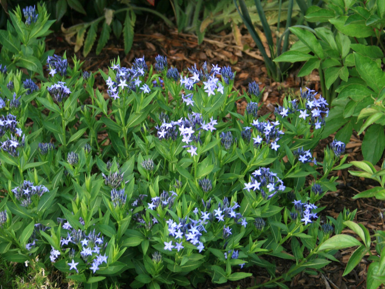 Amsonia Blue Ice Blue Star