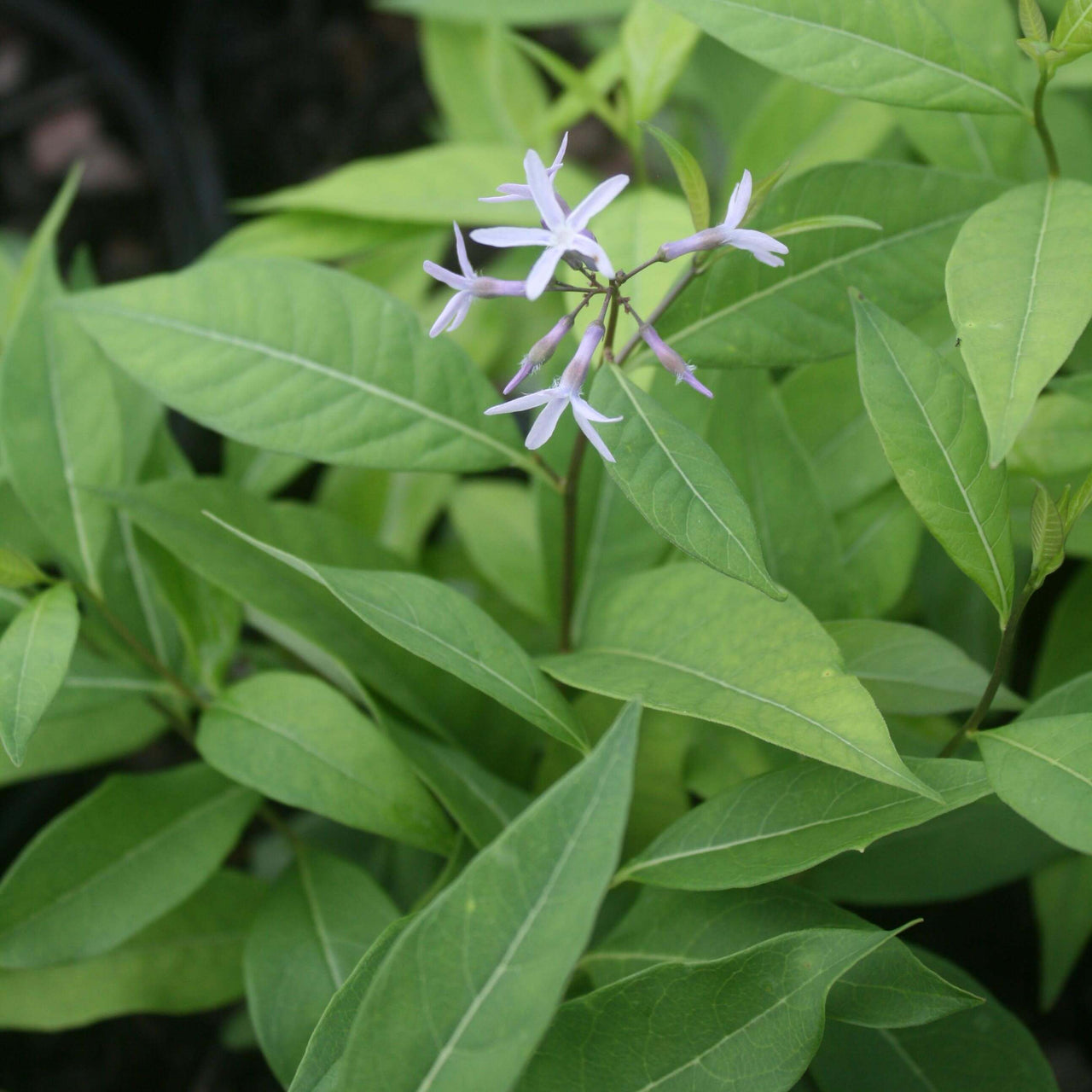 Amsonia tabernaemontana 'Storm Cloud' Blue Star