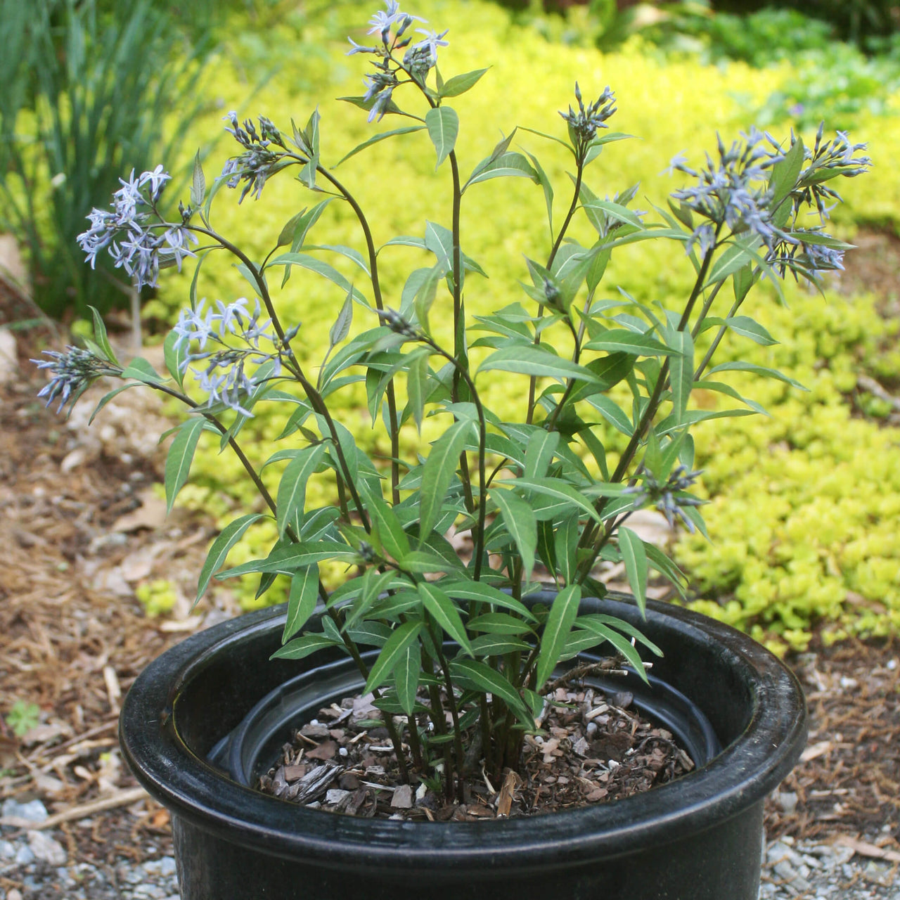 Amsonia tabernaemontana 'Storm Cloud' Blue Star