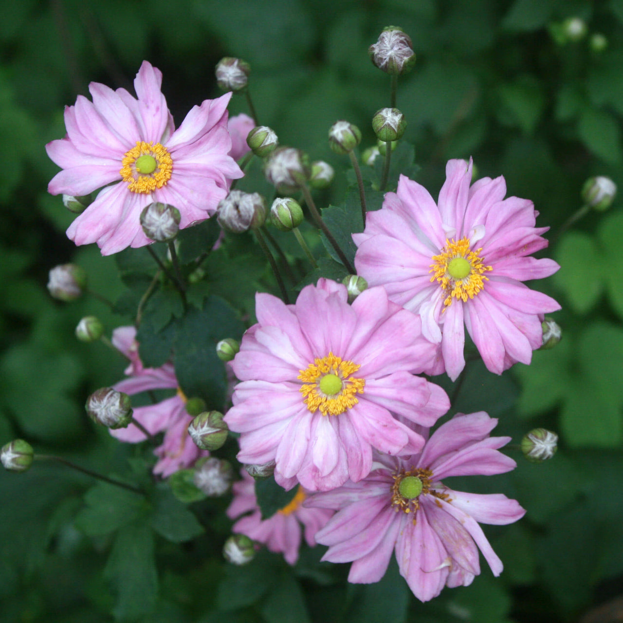 Anemone japonica 'Pretty Lady Emily' Japanese Anemone