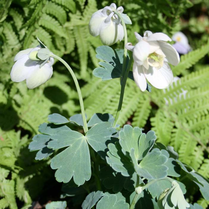 Aquilegia 'Nana Alba'