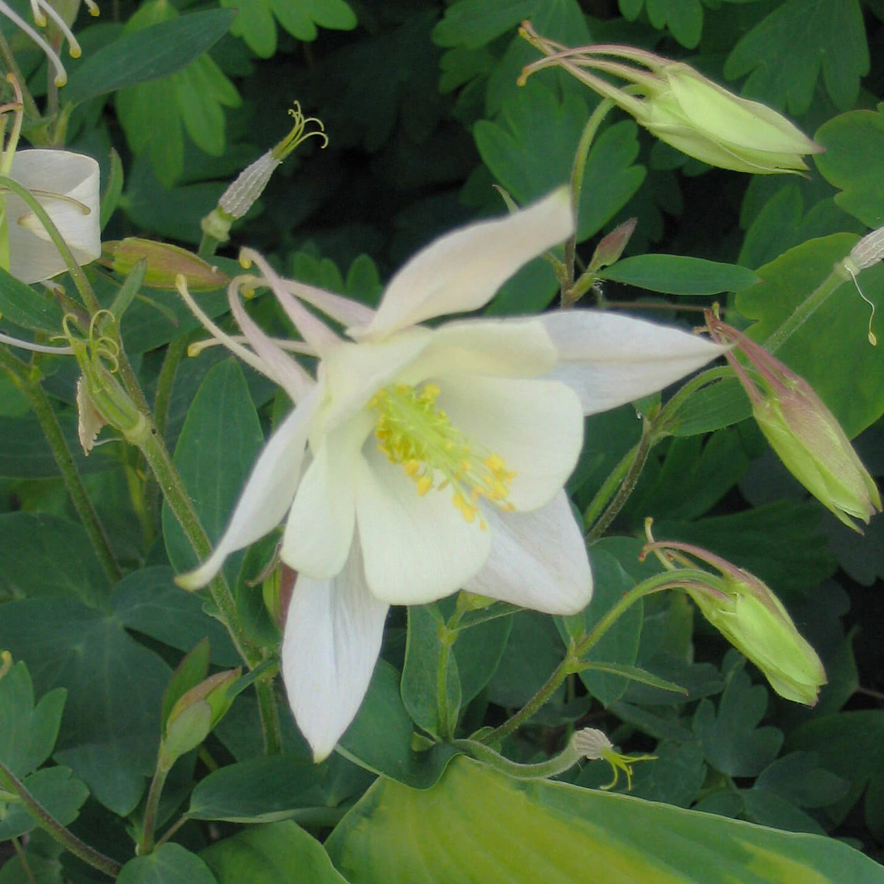 Aquilegia 'Songbird Dove' Columbine