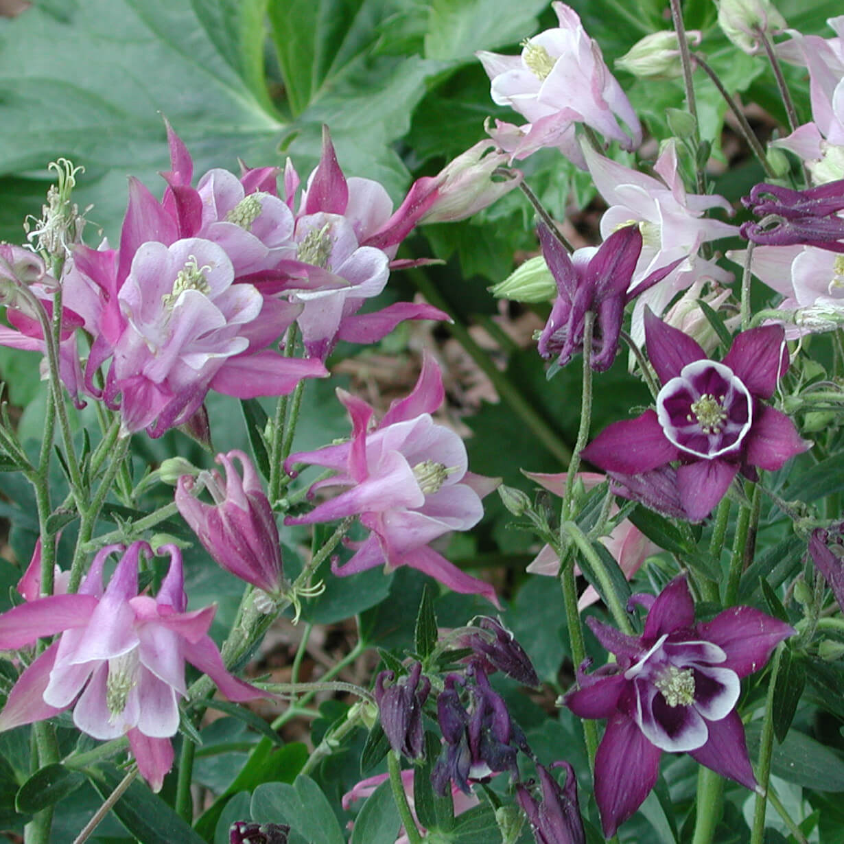 Aquilegia sibirica Biedermeier Columbine for sale