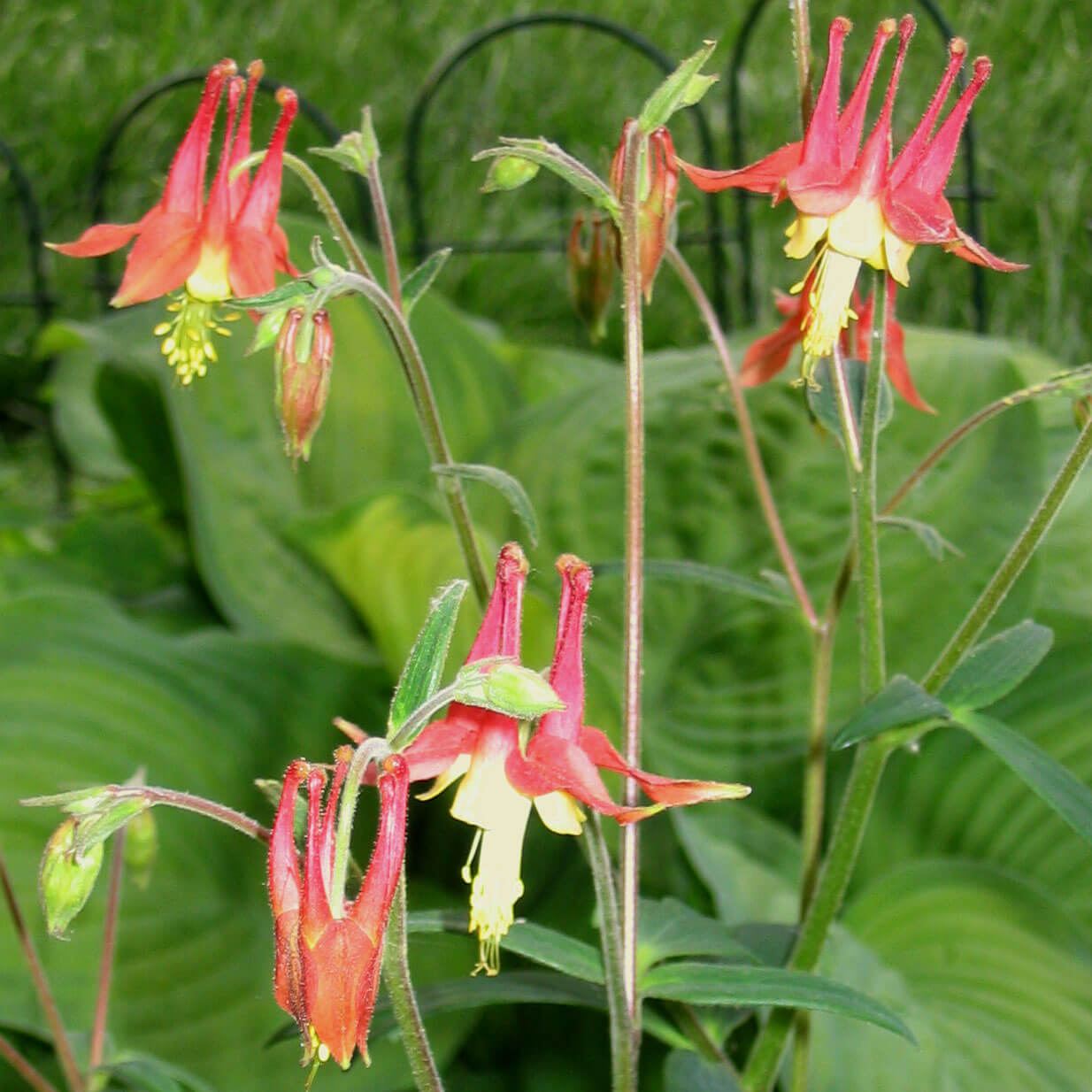 Aquilegia canadensis Native Columbine for sale 