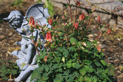 Aquilegia Little Lanterns