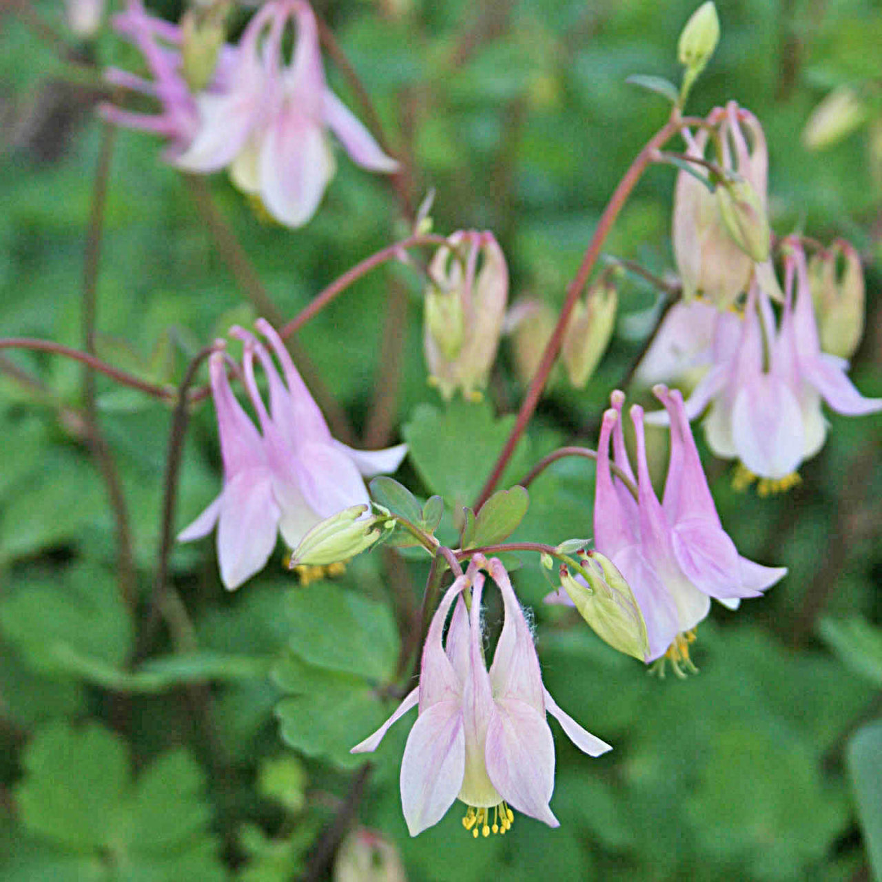 Aquilegia Pink Lanterns Columbine