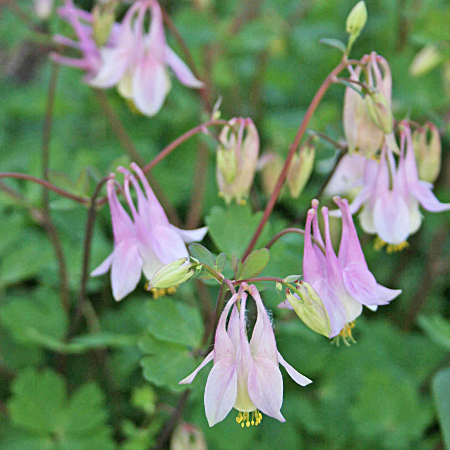 Aquilegia Pink Lanterns Columbine