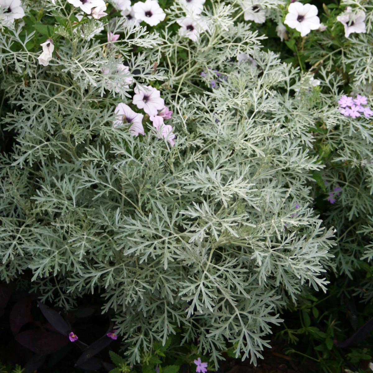 Artemisia x Powis Castle Wormwood for Sale | Rare Roots