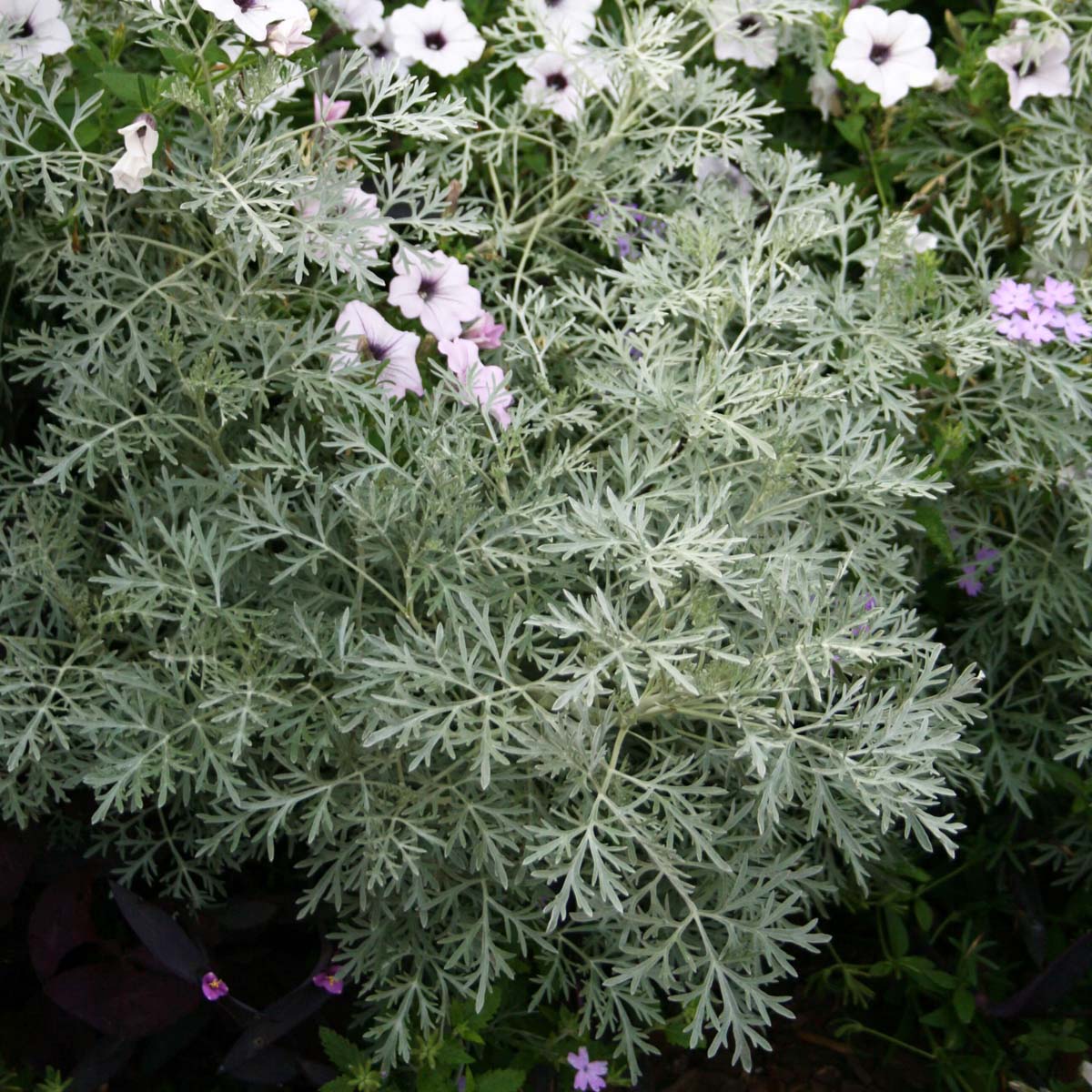 Artemisia arborescens 'Powis Castle' Wormwood