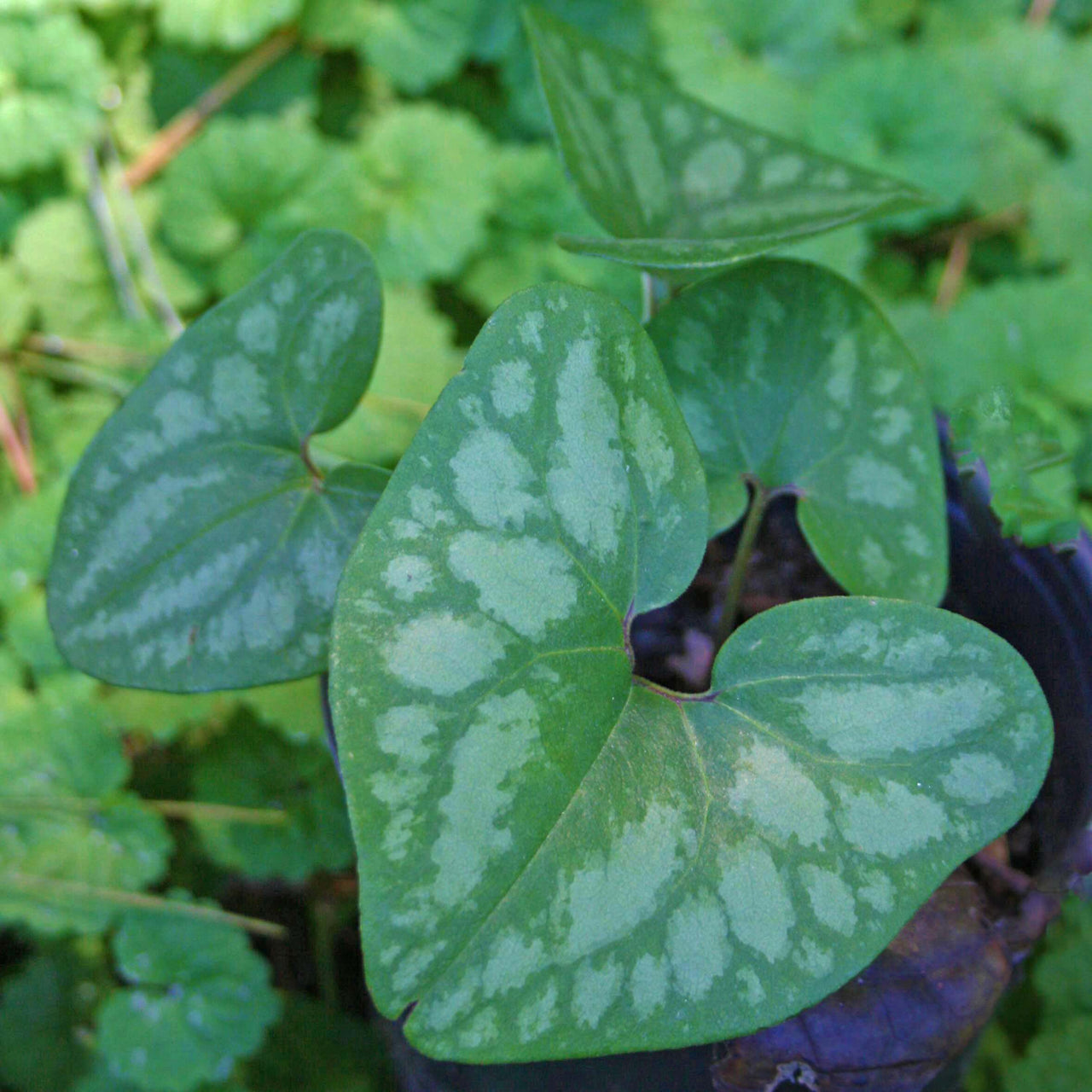 Asarum arifolium Little Brown Jugs 