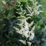 Astilbe 'Vision in White'