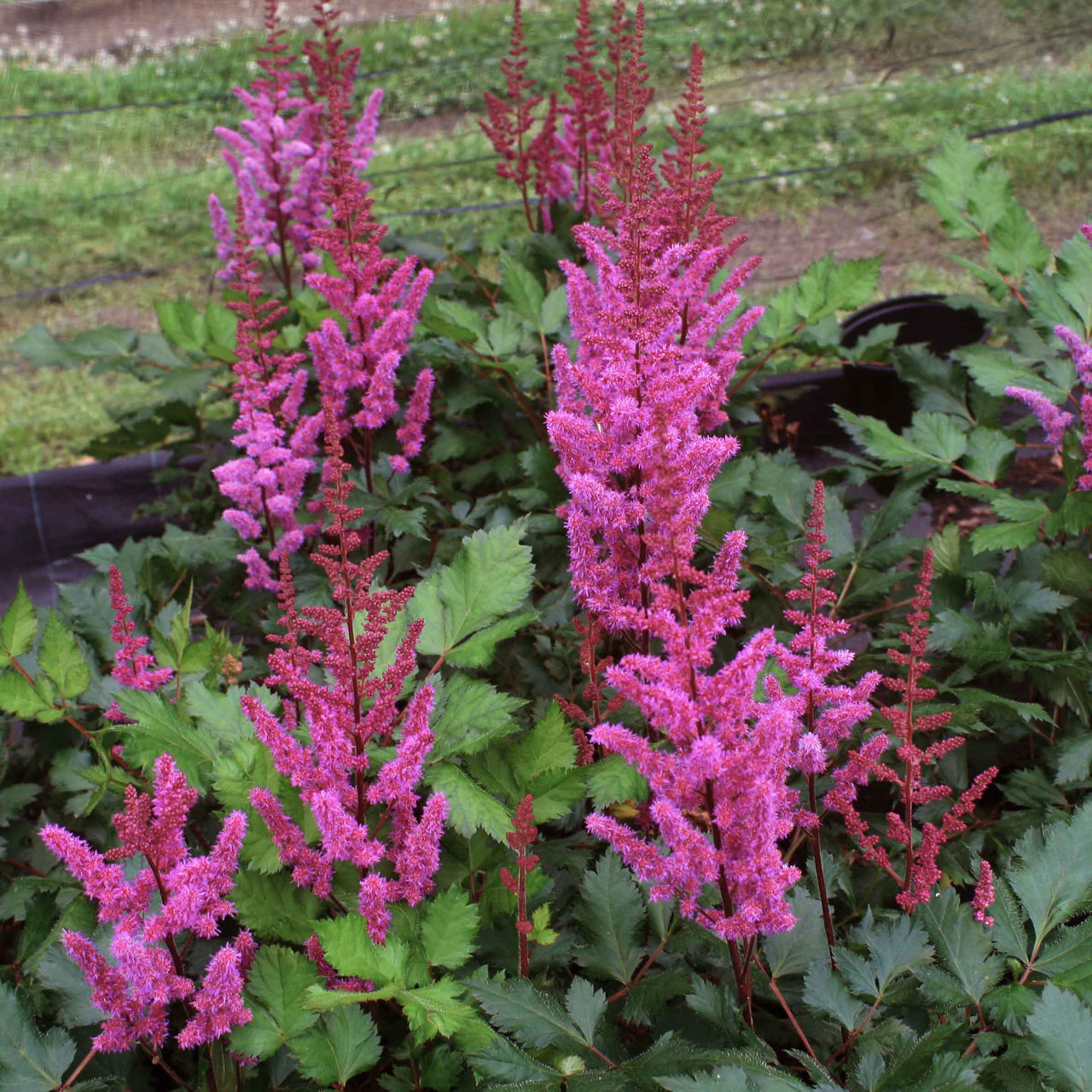 Astilbe 'Vision in Red'