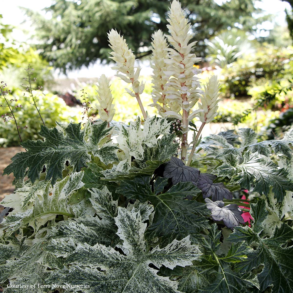 Acanthus Whitewater