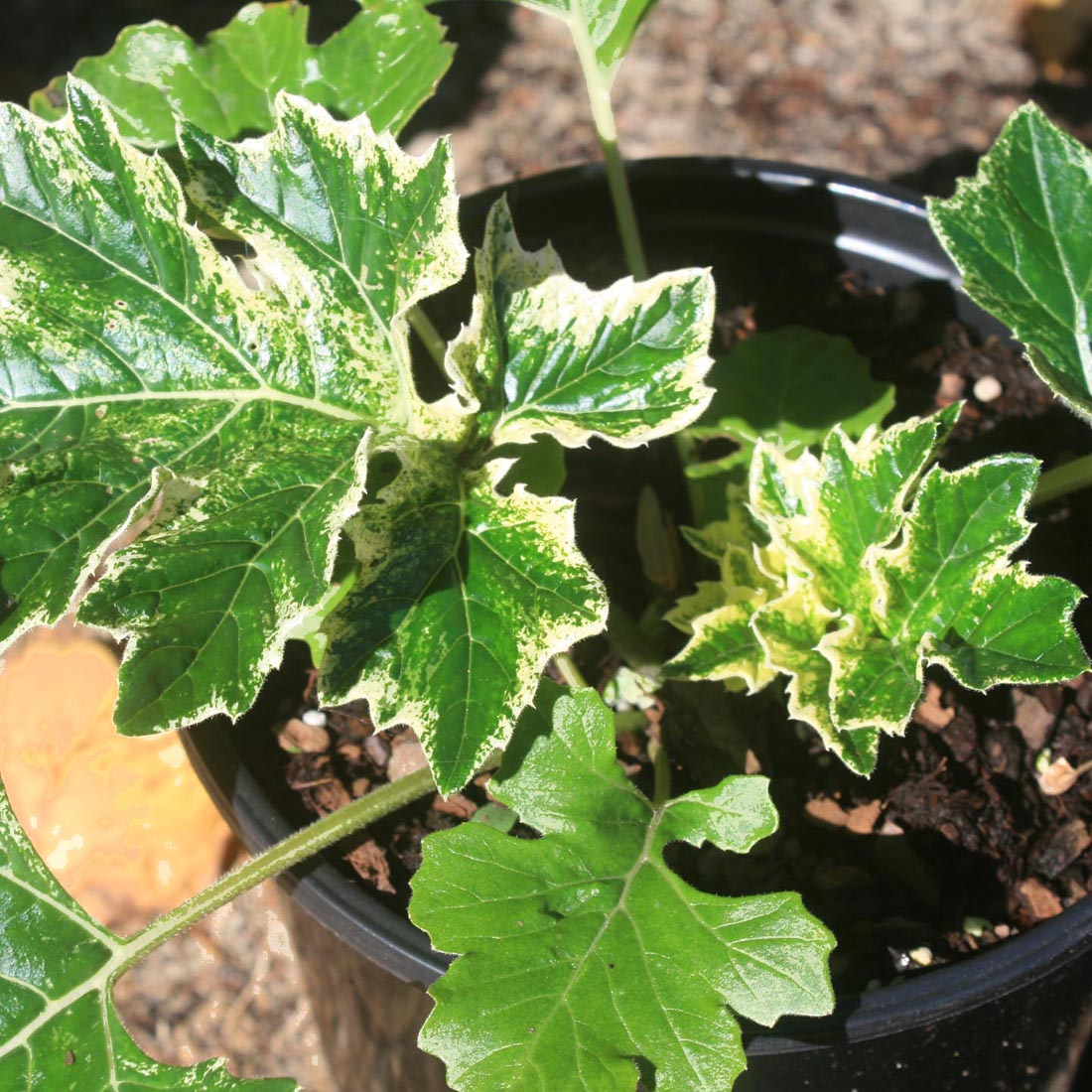 Acanthus 'Whitewater'