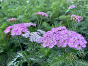 Achillea Appleblossom Yarrow