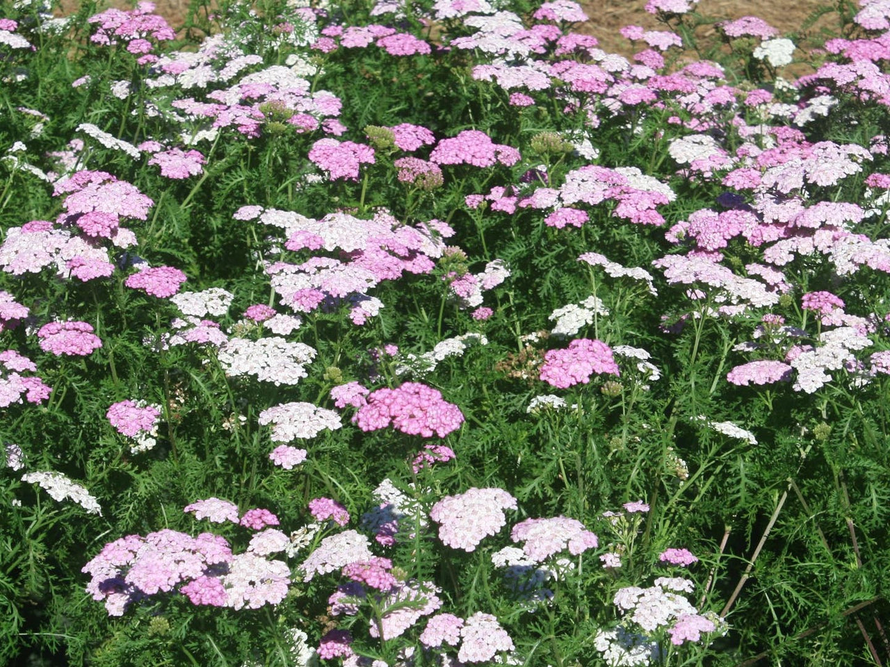 Achillea 'Appleblossom' Yarrow