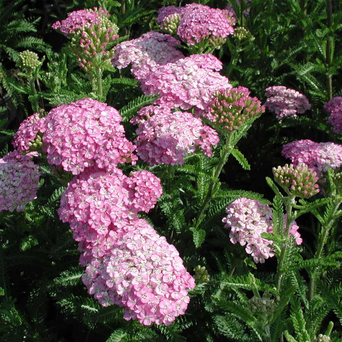 Achillea 'Appleblossom' Yarrow