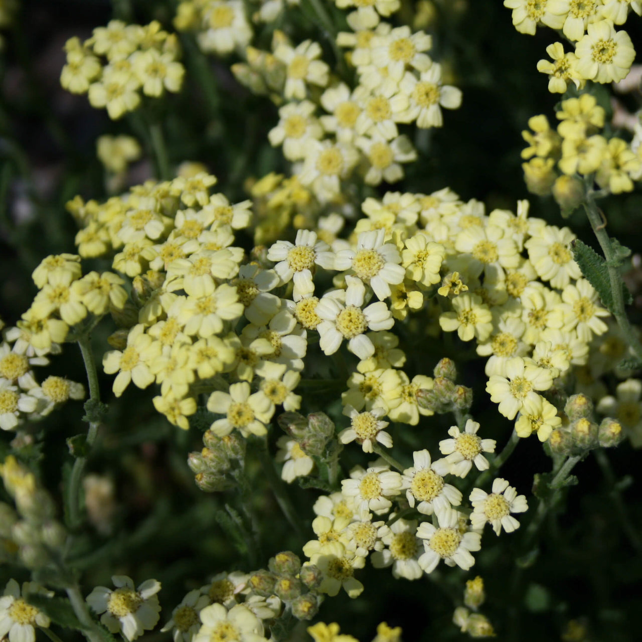 Achillea King Edward Yarrow