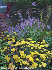 Achillea Moonshine Yarrow