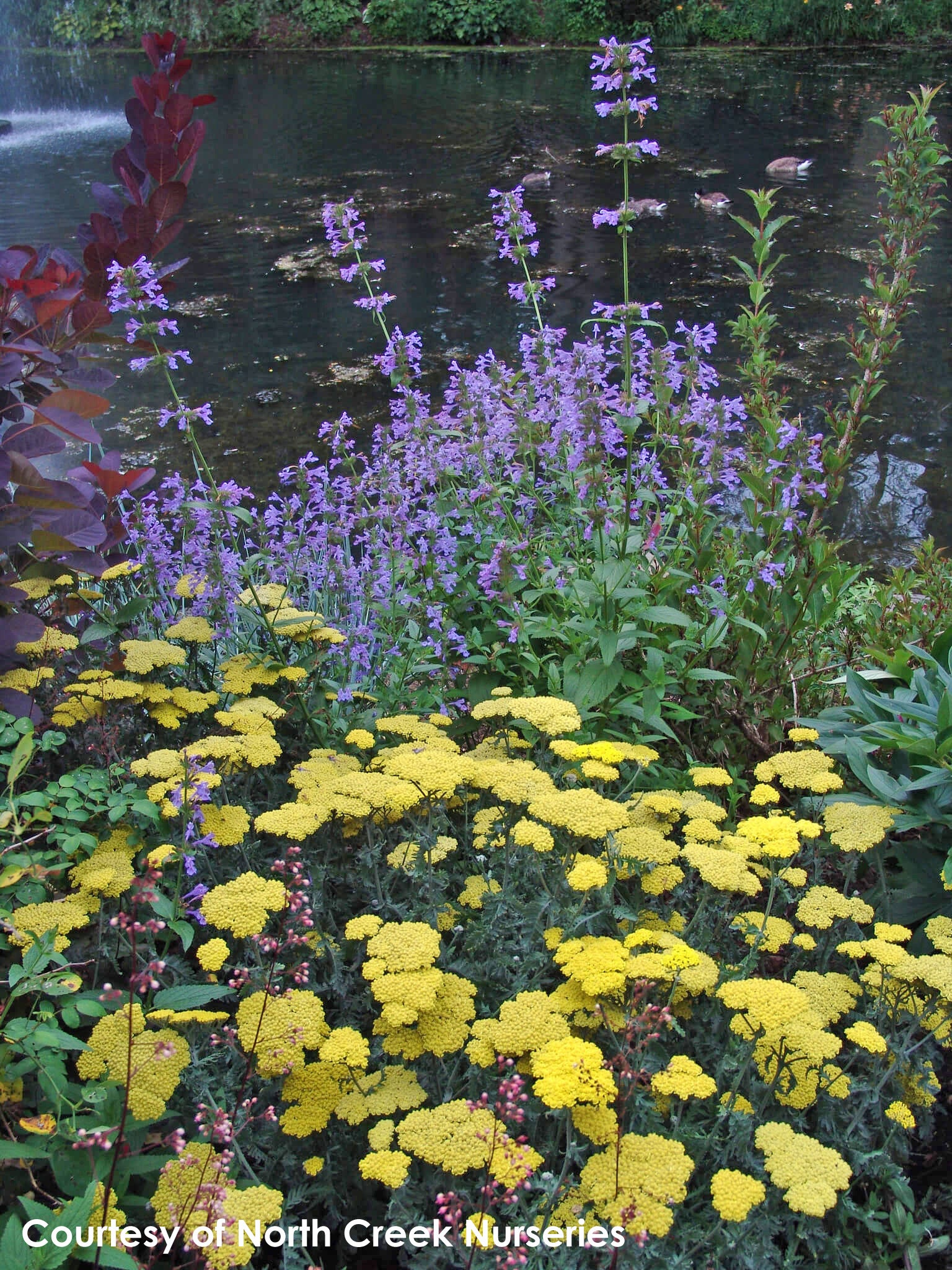 Achillea Moonshine Yarrow