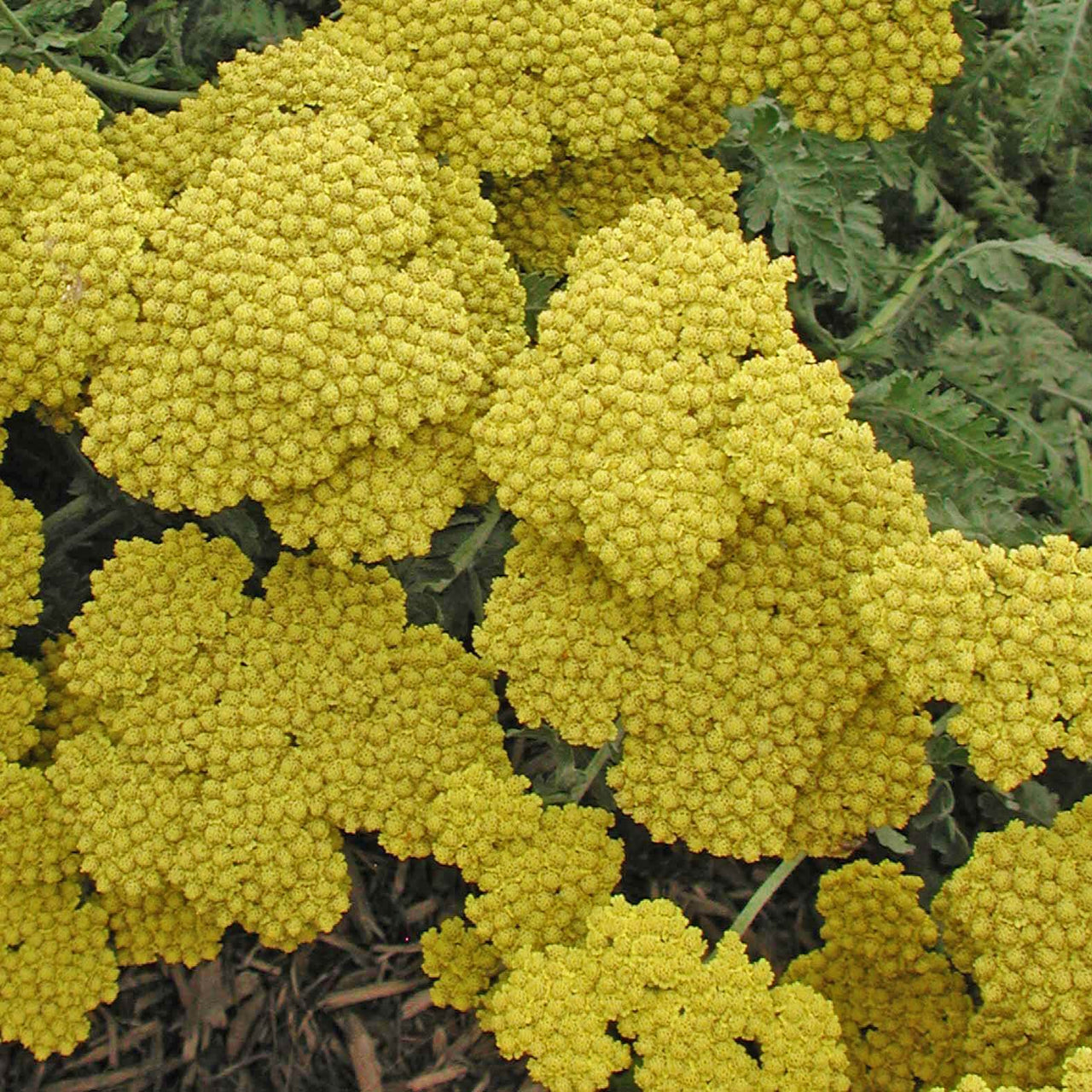 Achillea 'Moonshine' Yarrow