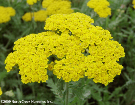 Achillea Moonshine Yarrow