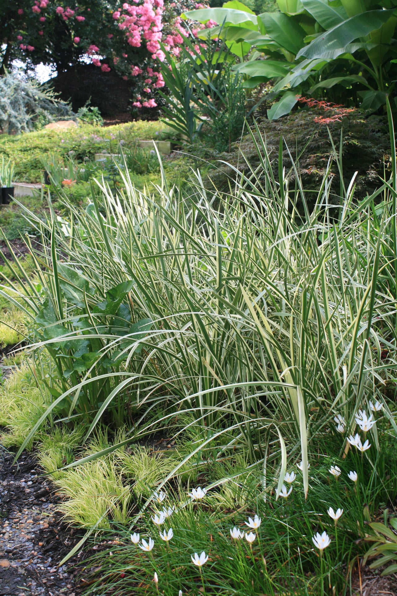 Sweet Flag (Acorus calamus) 15 Acorus calamus 'Variegatus' Sweet Flag