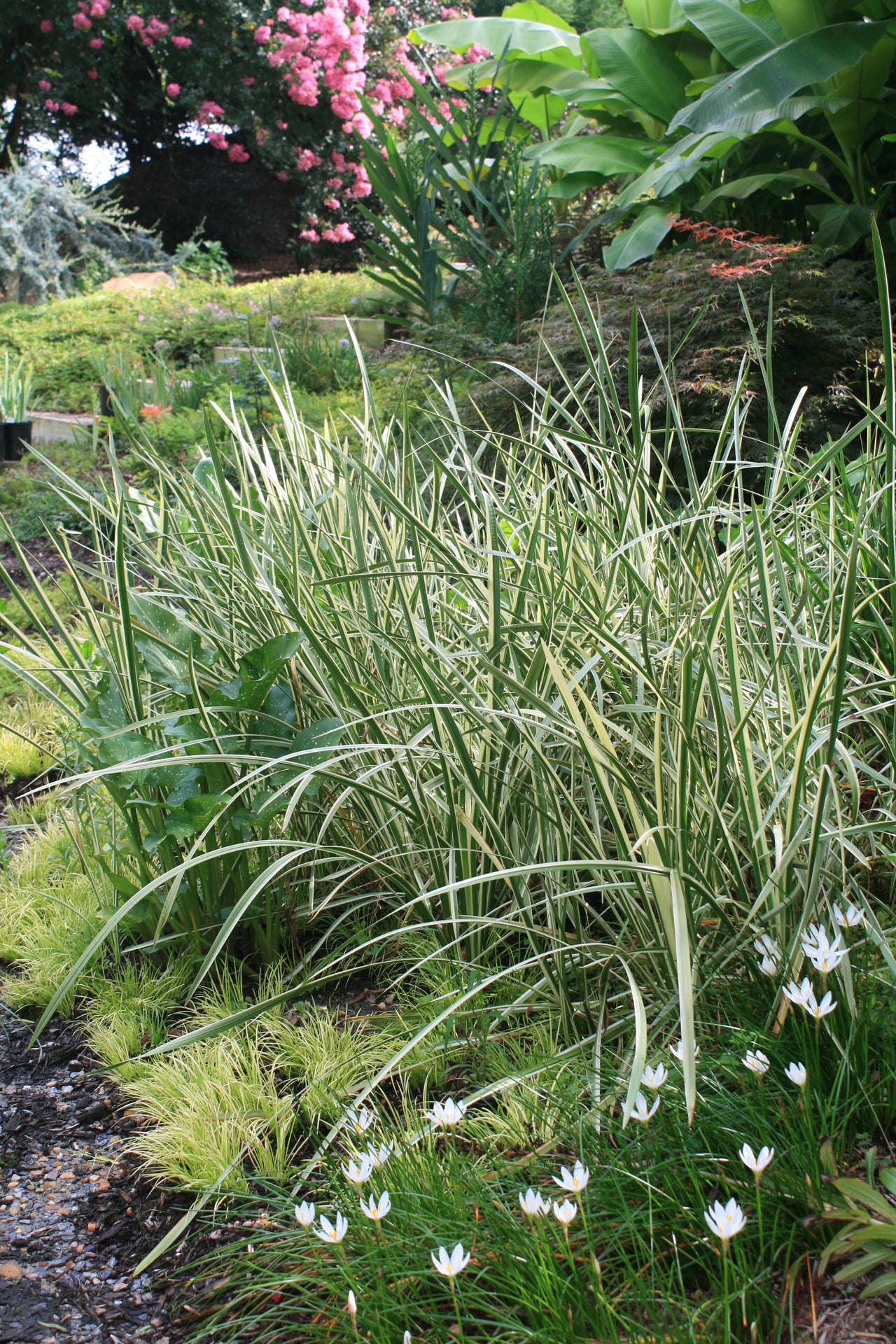 Acorus calamus Variegatus Sweet Flag