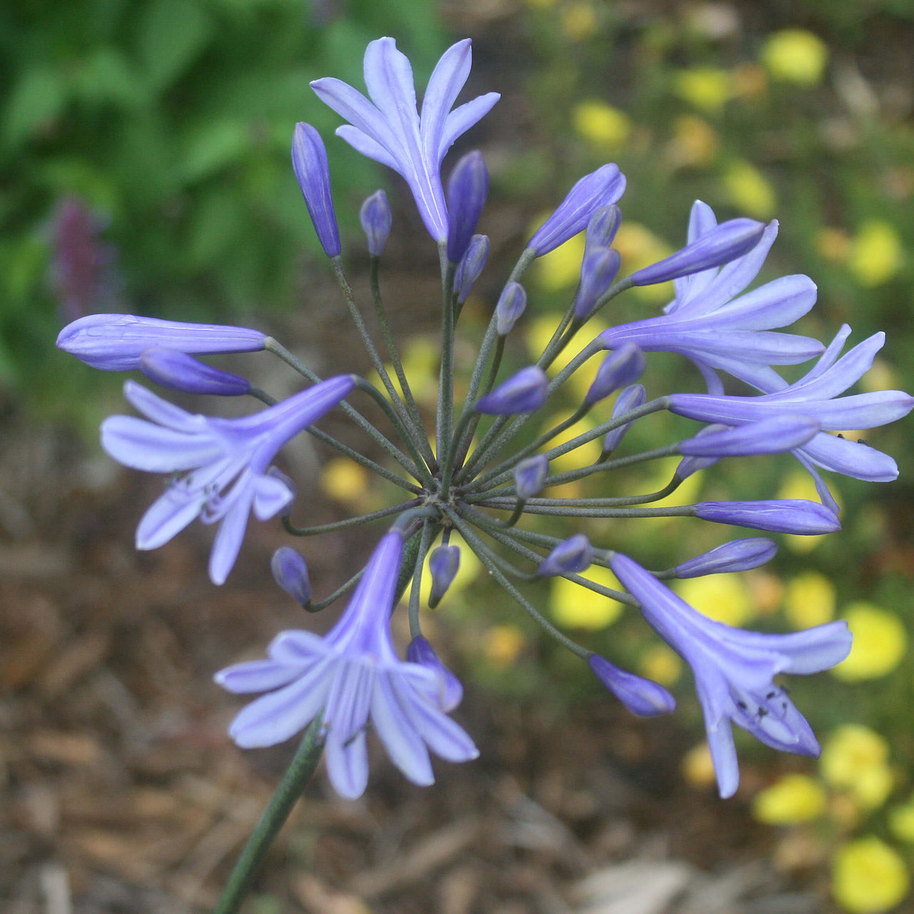 Agapanthus africanus 'Peter Pan' Lily of the Nile