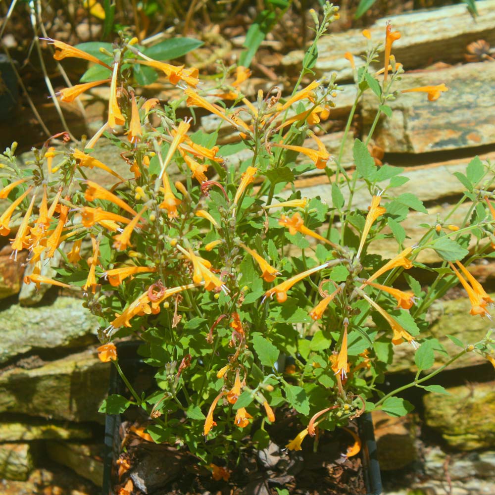 Agastache aurantiaca 'Apricot Sprite' Hummingbird Mint