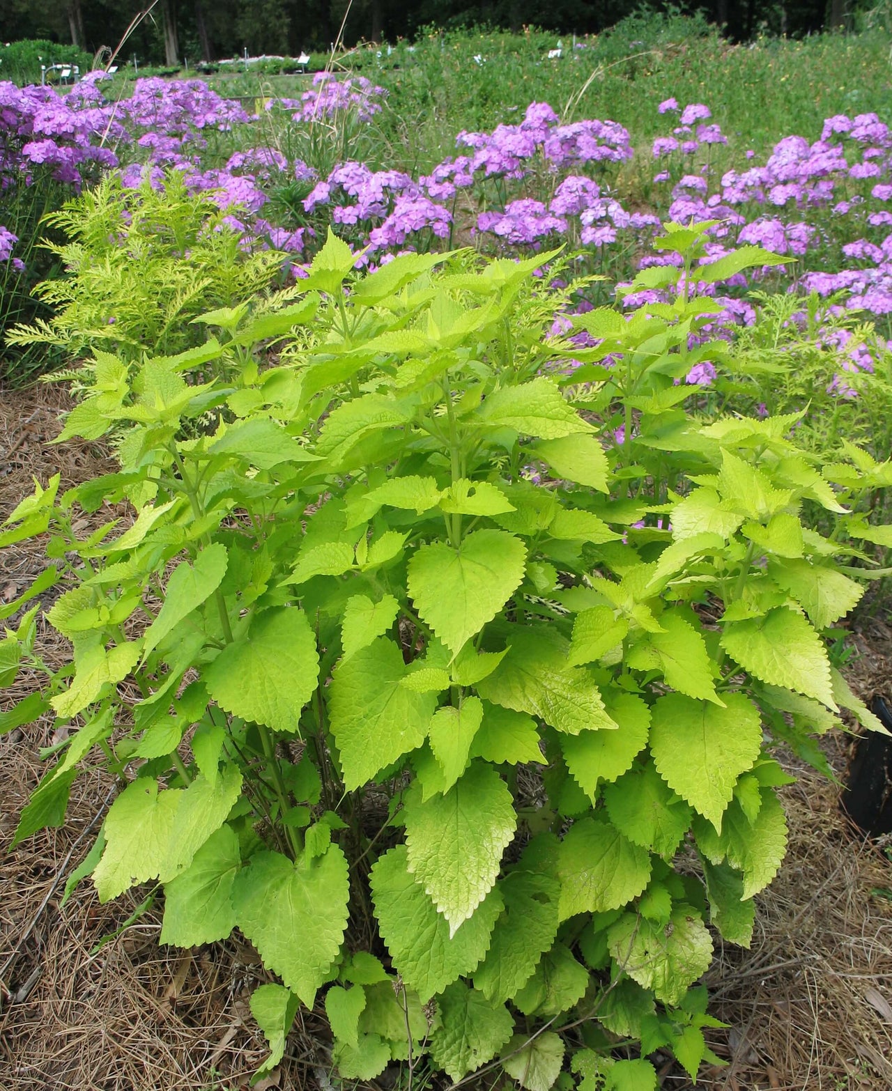 Agastache Golden Jubilee Anise Hyssop