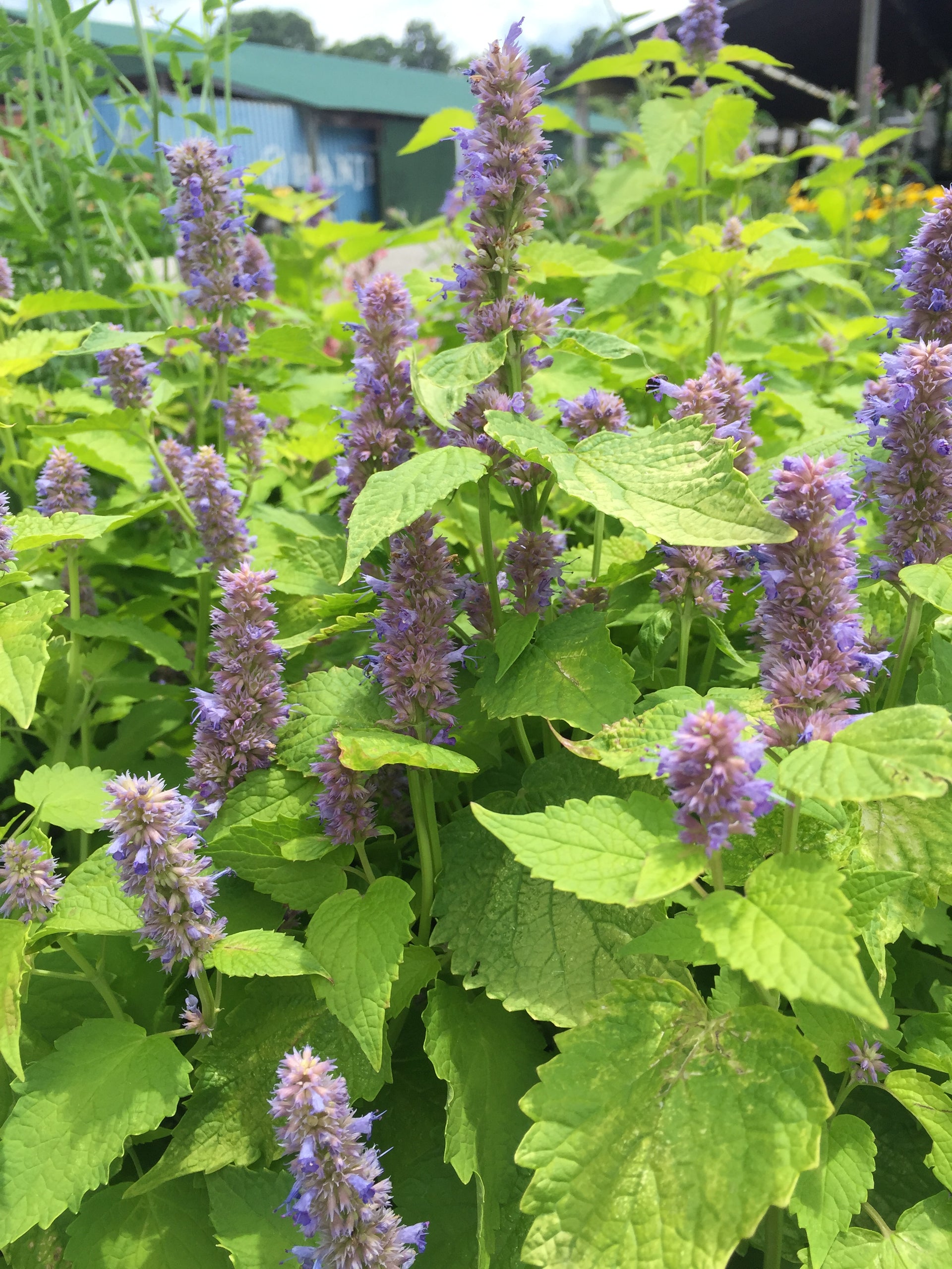 Agastache Golden Jubilee Anise Hyssop