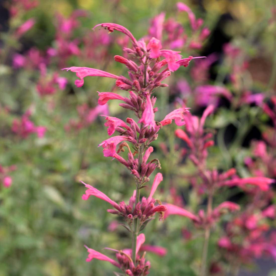 Humming Mint Agastache 'Morello' Hummingbird Mint | Rare Roots