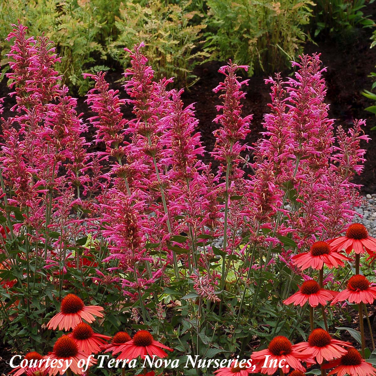 Agastache 'Morello' Hummingbird Mint | Rare Roots