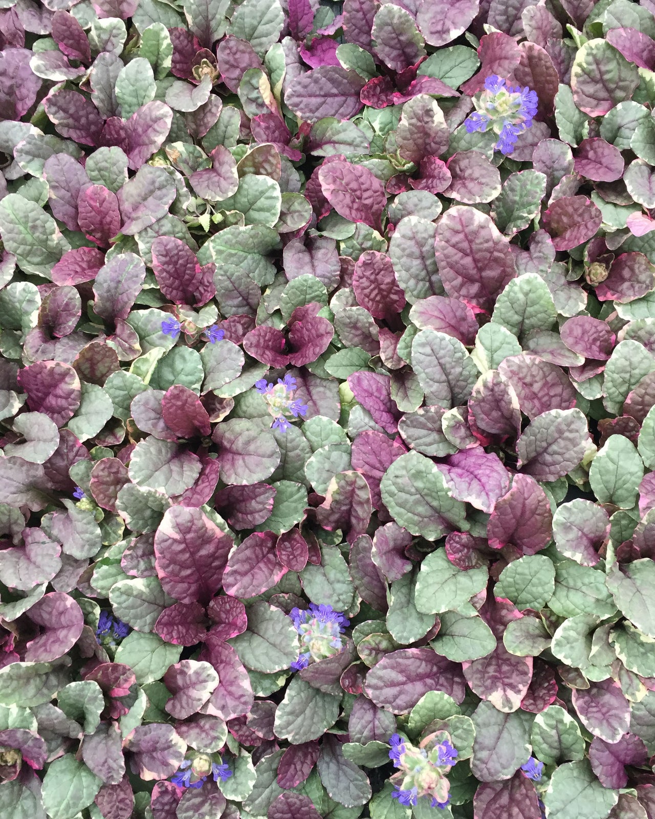 Ajuga Burgundy Glow Bugleweed