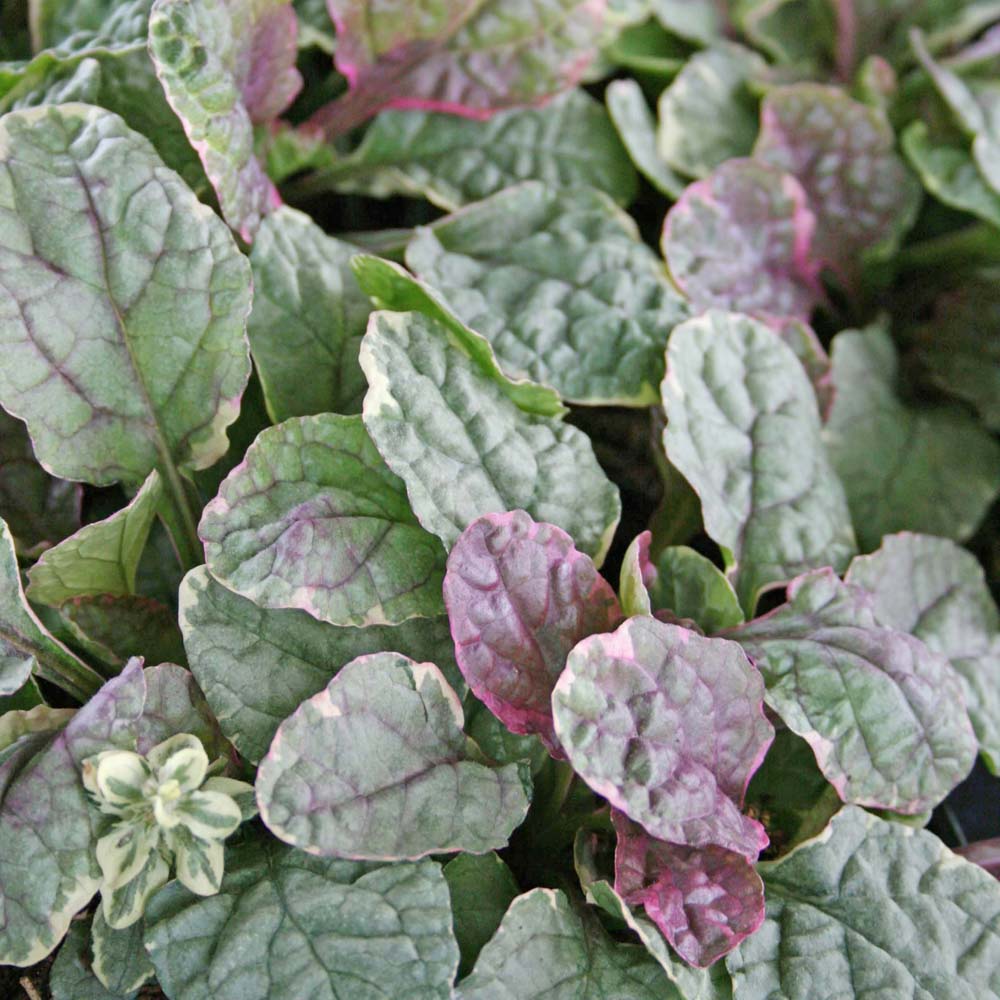 Ajuga reptans 'Burgundy Glow' Bugleweed