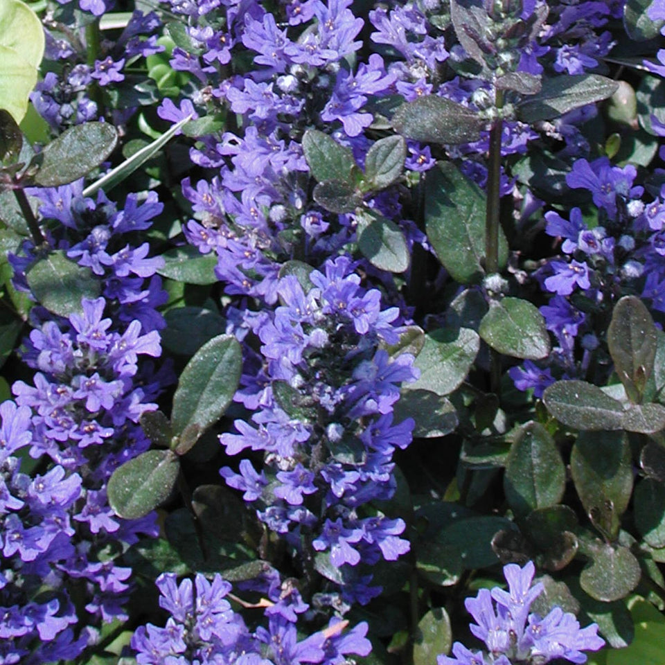 Bugleweed Roots Ajuga Chocolate Chip Dwarf Bugleweed for sale | Rare Roots