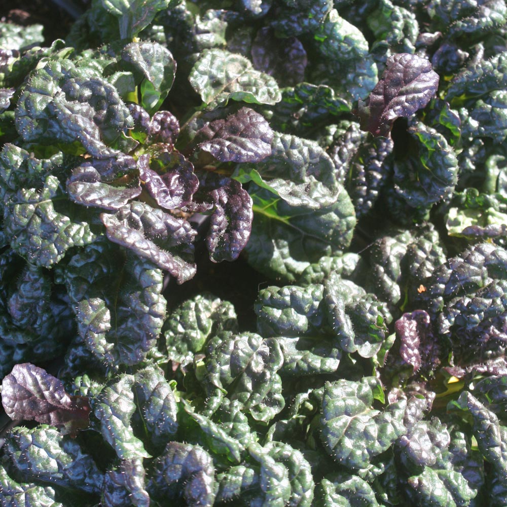 Ajuga pyramidalis 'Metallica Crispa' Bugleweed