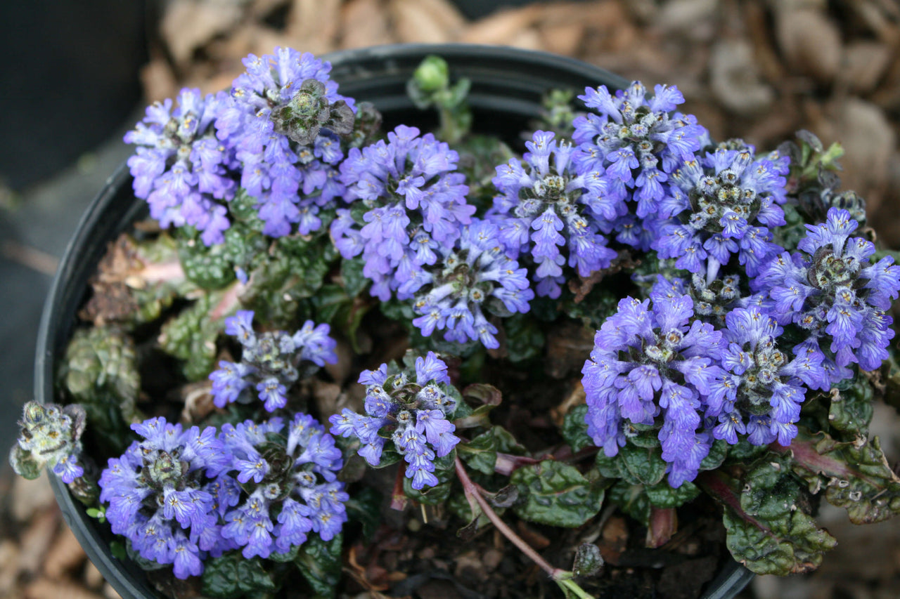 Ajuga Metallica Crispa Bugleweed