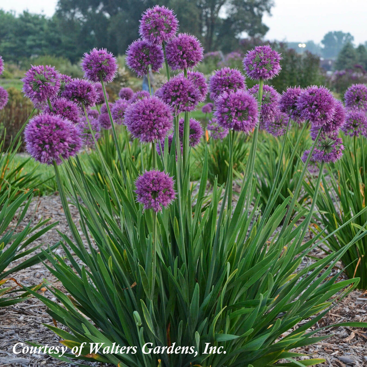 Allium 'Lavender Bubbles' Ornamental Onion