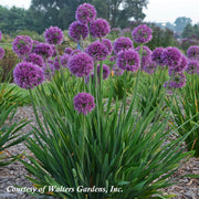 Allium Lavender Bubbles Ornamental Onion for Sale | Rare Roots
