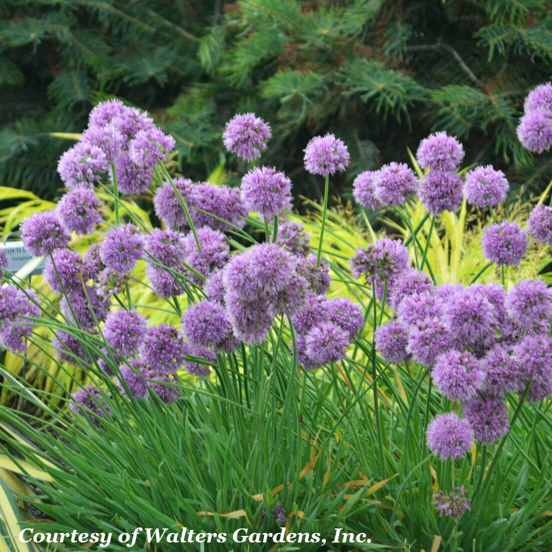 Allium 'Medusa' Ornamental Onion