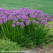 Allium x Millenium Ornamental Onion