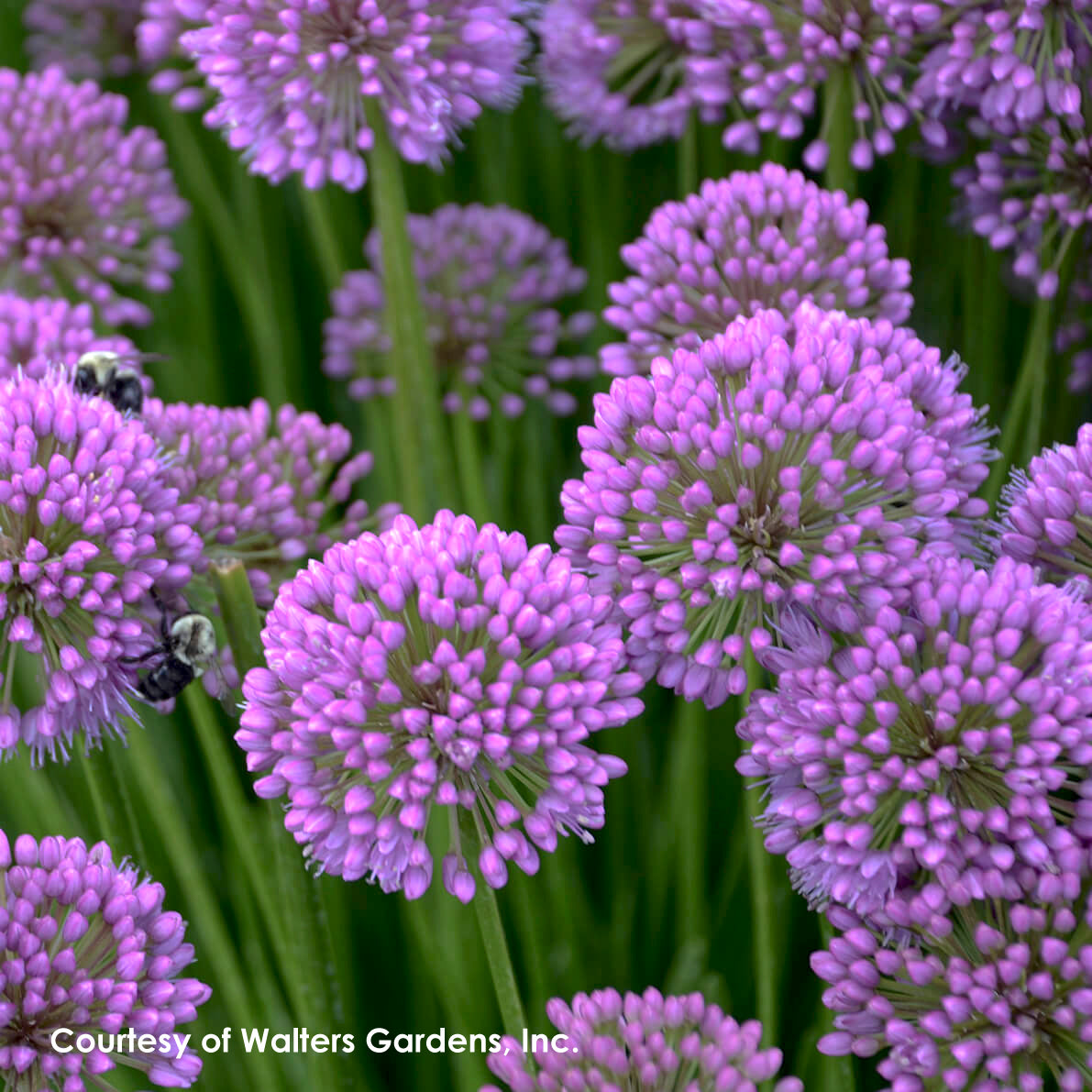 Allium x Millenium Ornamental Onion